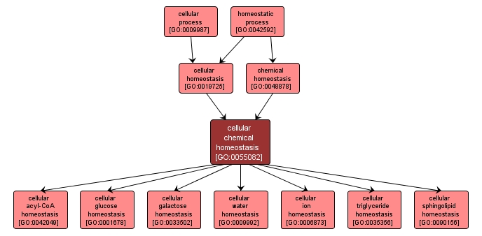 GO:0055082 - cellular chemical homeostasis (interactive image map)