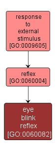 GO:0060082 - eye blink reflex (interactive image map)