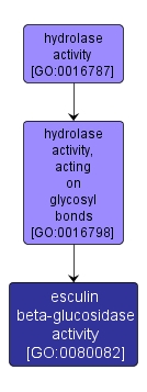GO:0080082 - esculin beta-glucosidase activity (interactive image map)