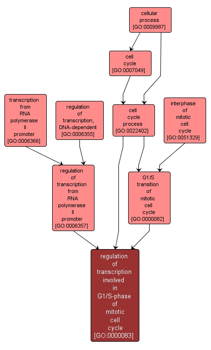 GO:0000083 - regulation of transcription involved in G1/S-phase of mitotic cell cycle (interactive image map)