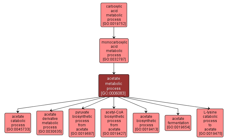 GO:0006083 - acetate metabolic process (interactive image map)