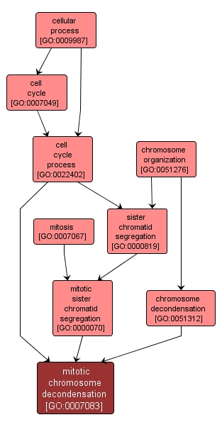 GO:0007083 - mitotic chromosome decondensation (interactive image map)
