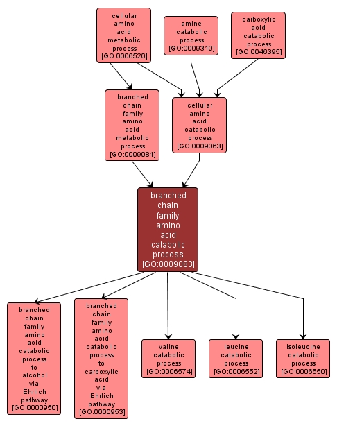 GO:0009083 - branched chain family amino acid catabolic process (interactive image map)