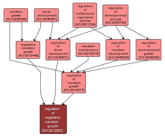 GO:0010083 - regulation of vegetative meristem growth (interactive image map)