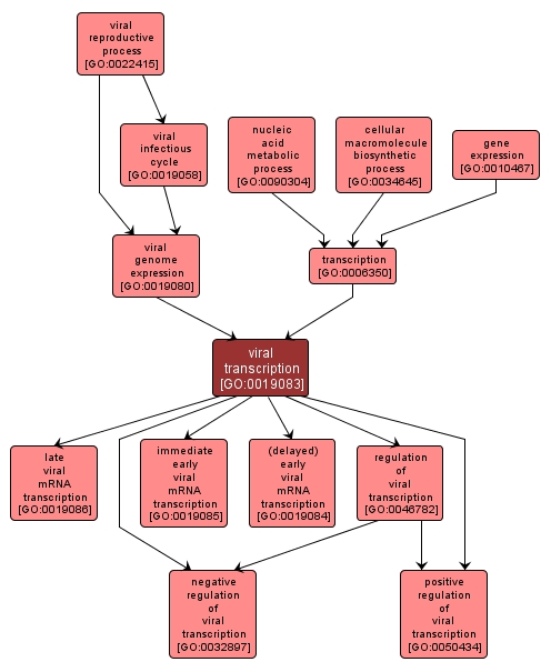 GO:0019083 - viral transcription (interactive image map)