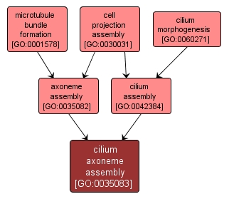 GO:0035083 - cilium axoneme assembly (interactive image map)