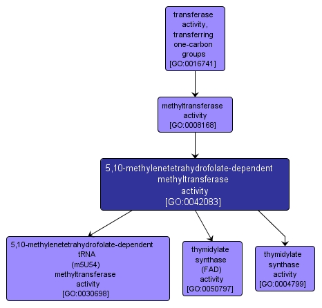 GO:0042083 - 5,10-methylenetetrahydrofolate-dependent methyltransferase activity (interactive image map)