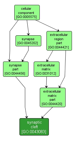 GO:0043083 - synaptic cleft (interactive image map)