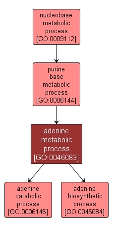 GO:0046083 - adenine metabolic process (interactive image map)