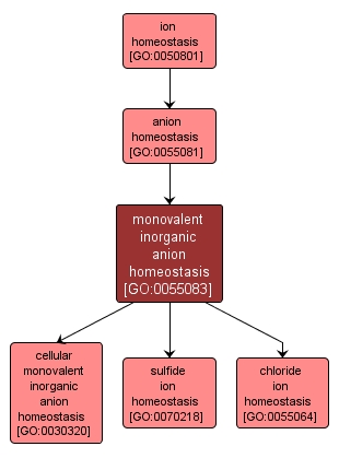 GO:0055083 - monovalent inorganic anion homeostasis (interactive image map)