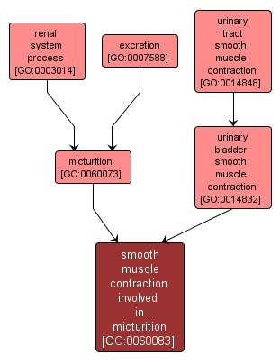 GO:0060083 - smooth muscle contraction involved in micturition (interactive image map)