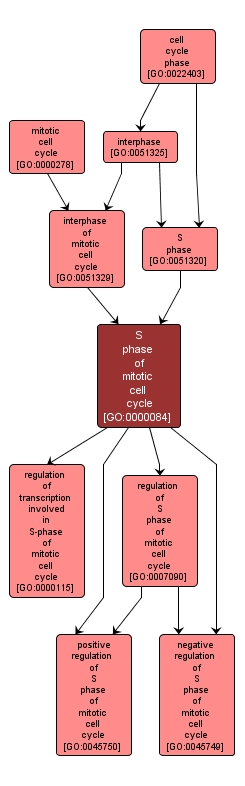 GO:0000084 - S phase of mitotic cell cycle (interactive image map)