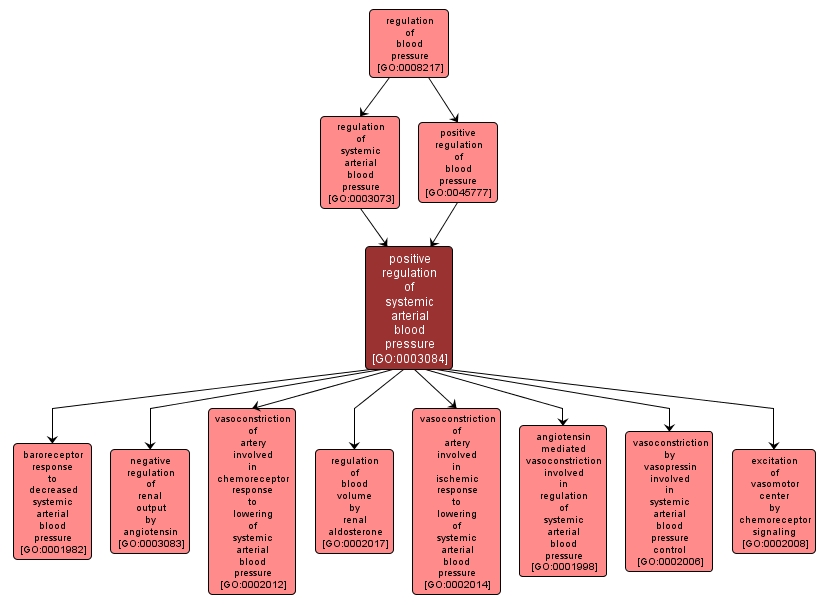 GO:0003084 - positive regulation of systemic arterial blood pressure (interactive image map)