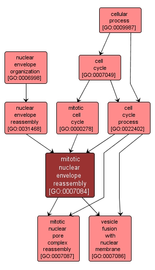 GO:0007084 - mitotic nuclear envelope reassembly (interactive image map)