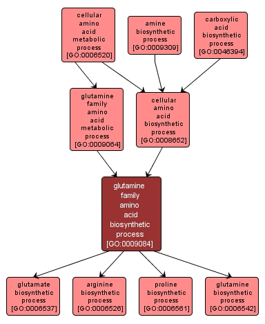 GO:0009084 - glutamine family amino acid biosynthetic process (interactive image map)