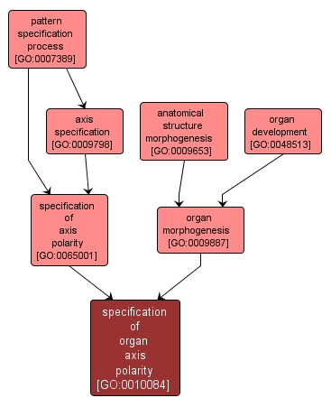 GO:0010084 - specification of organ axis polarity (interactive image map)
