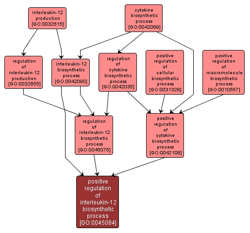 GO:0045084 - positive regulation of interleukin-12 biosynthetic process (interactive image map)