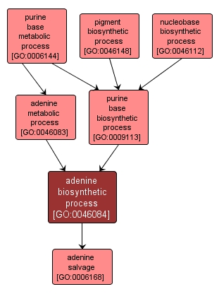 GO:0046084 - adenine biosynthetic process (interactive image map)