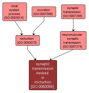 GO:0060084 - synaptic transmission involved in micturition (interactive image map)