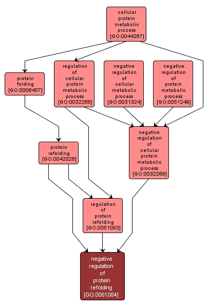 GO:0061084 - negative regulation of protein refolding (interactive image map)