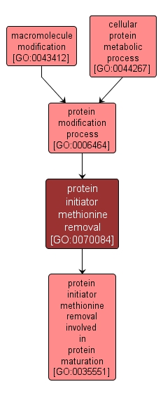 GO:0070084 - protein initiator methionine removal (interactive image map)