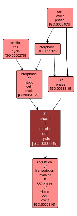 GO:0000085 - G2 phase of mitotic cell cycle (interactive image map)