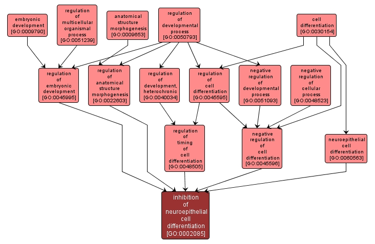 GO:0002085 - inhibition of neuroepithelial cell differentiation (interactive image map)