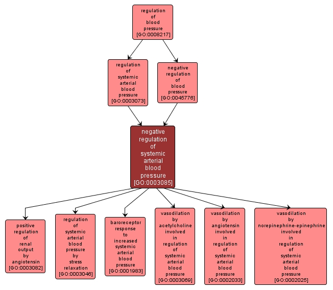 GO:0003085 - negative regulation of systemic arterial blood pressure (interactive image map)