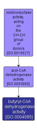 GO:0004085 - butyryl-CoA dehydrogenase activity (interactive image map)