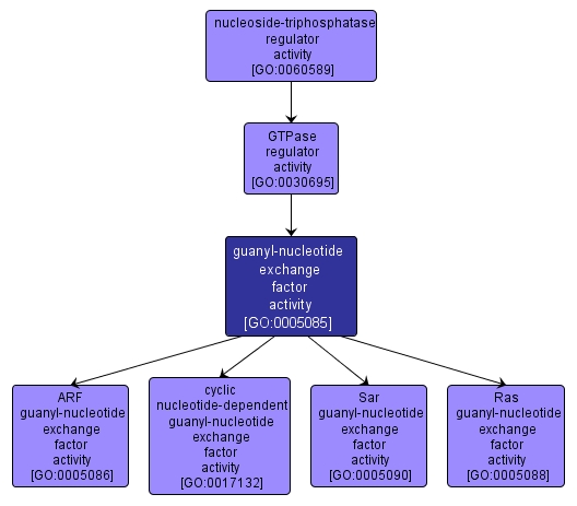 GO:0005085 - guanyl-nucleotide exchange factor activity (interactive image map)