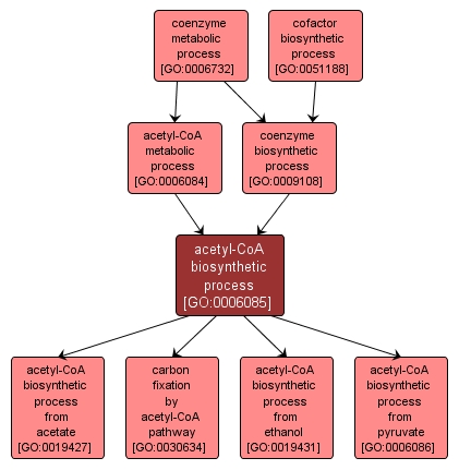 GO:0006085 - acetyl-CoA biosynthetic process (interactive image map)