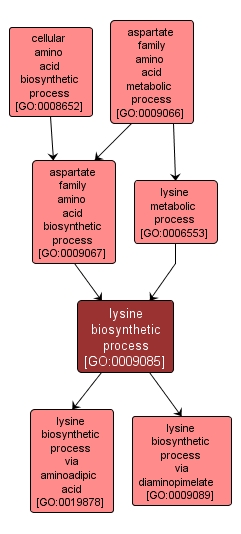 GO:0009085 - lysine biosynthetic process (interactive image map)