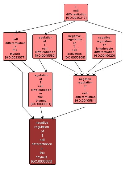 GO:0033085 - negative regulation of T cell differentiation in the thymus (interactive image map)