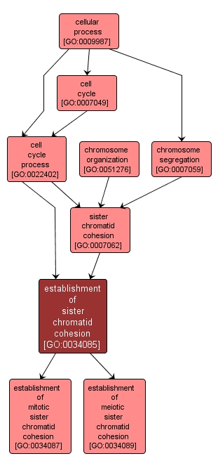 GO:0034085 - establishment of sister chromatid cohesion (interactive image map)