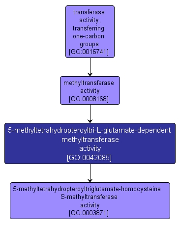 GO:0042085 - 5-methyltetrahydropteroyltri-L-glutamate-dependent methyltransferase activity (interactive image map)