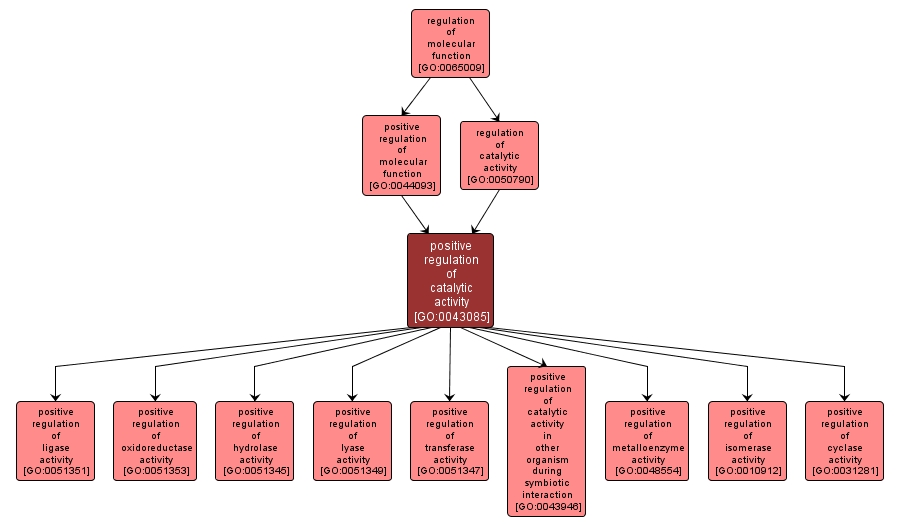 GO:0043085 - positive regulation of catalytic activity (interactive image map)