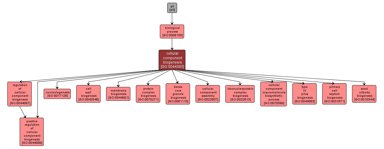 GO:0044085 - cellular component biogenesis (interactive image map)