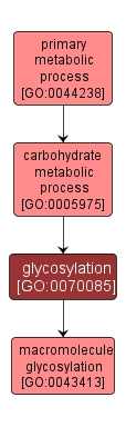 GO:0070085 - glycosylation (interactive image map)