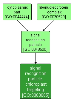 GO:0080085 - signal recognition particle, chloroplast targeting (interactive image map)