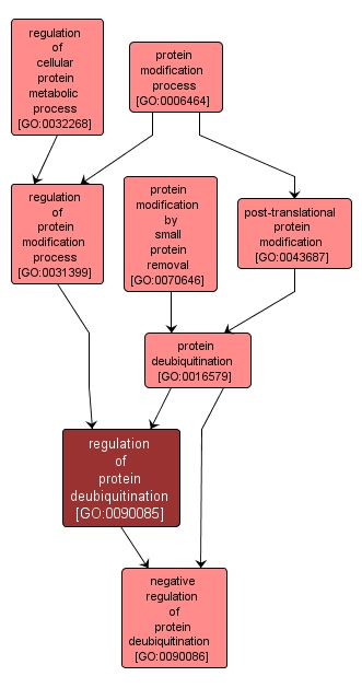 GO:0090085 - regulation of protein deubiquitination (interactive image map)