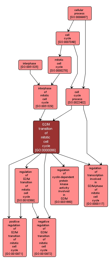 GO:0000086 - G2/M transition of mitotic cell cycle (interactive image map)