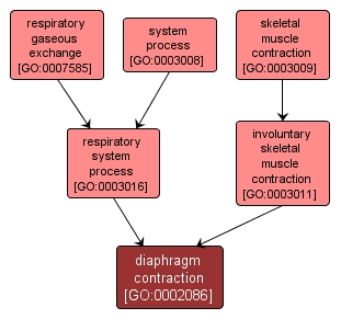 GO:0002086 - diaphragm contraction (interactive image map)