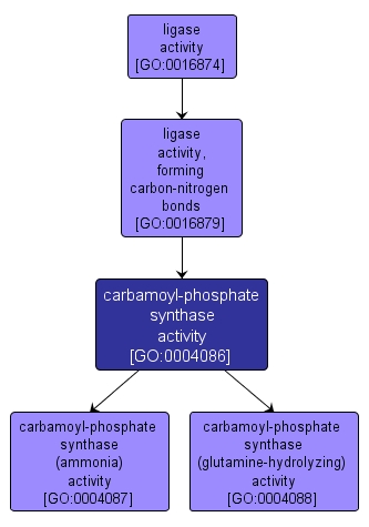 GO:0004086 - carbamoyl-phosphate synthase activity (interactive image map)