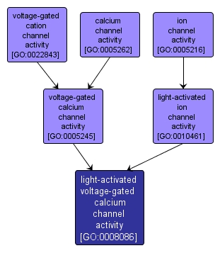 GO:0008086 - light-activated voltage-gated calcium channel activity (interactive image map)