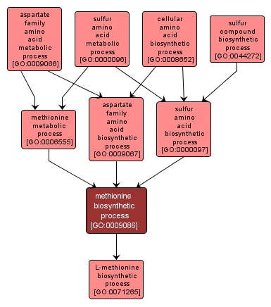 GO:0009086 - methionine biosynthetic process (interactive image map)