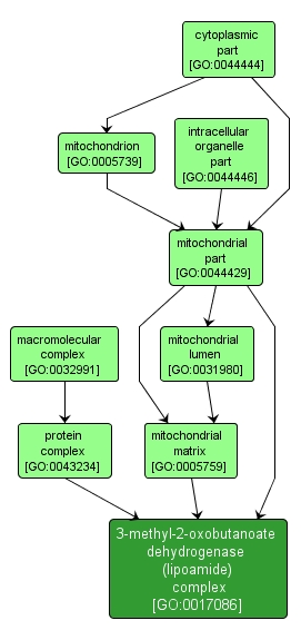 GO:0017086 - 3-methyl-2-oxobutanoate dehydrogenase (lipoamide) complex (interactive image map)