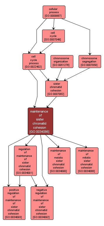 GO:0034086 - maintenance of sister chromatid cohesion (interactive image map)