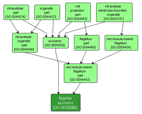 GO:0035086 - flagellar axoneme (interactive image map)