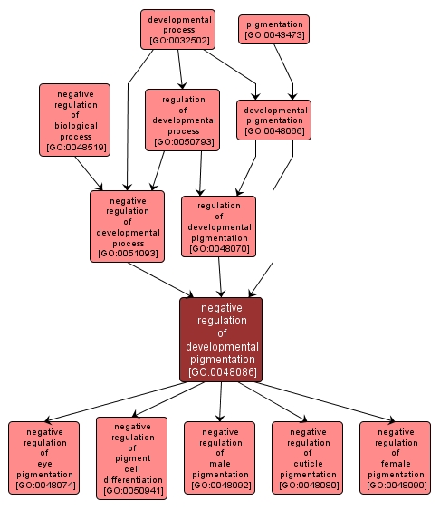 GO:0048086 - negative regulation of developmental pigmentation (interactive image map)