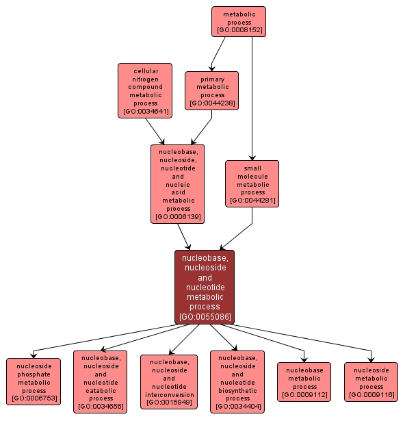 GO:0055086 - nucleobase, nucleoside and nucleotide metabolic process (interactive image map)